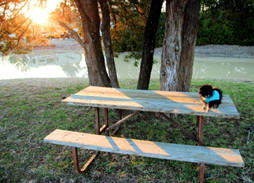 Flea and Tick Medication