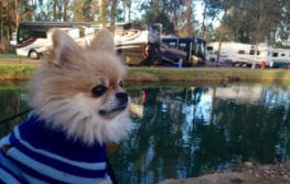 Pick Up after your Pets